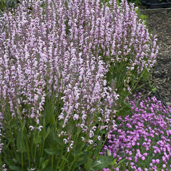 Salvia 'Eveline' PP14905 CPBR2674 | Perennial Resource