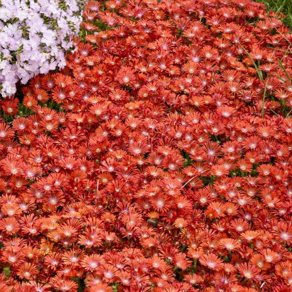 Delosperma 'Dancing Embers' Hardy Ice Plant