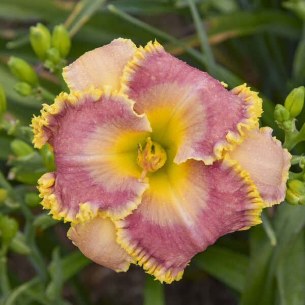 Hemerocallis 'Now You See Me' Daylily