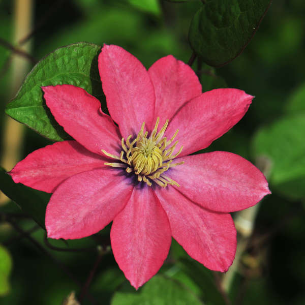 Clematis 'Little Mermaid' Clematis