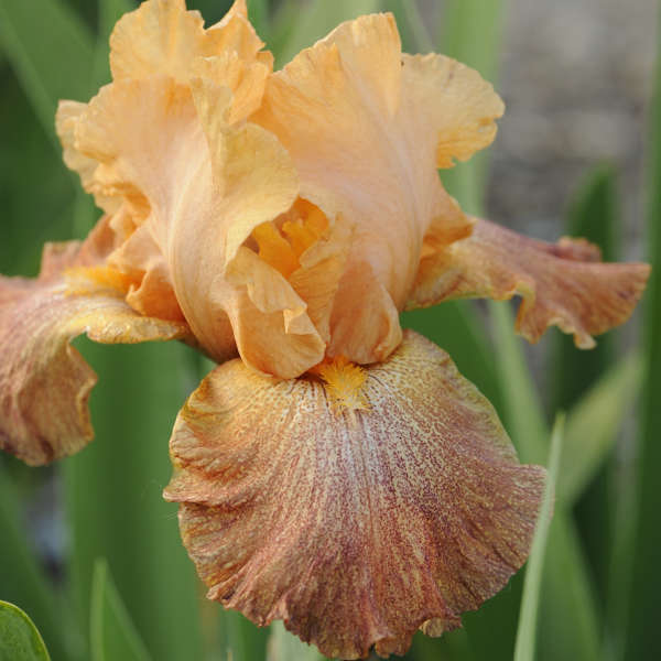 Iris 'Tanzanian Tangerine' Tall Bearded Iris