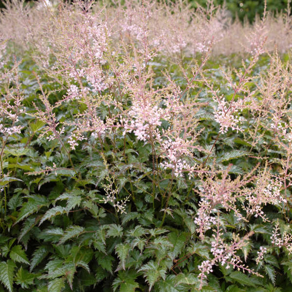 Astilbe 'Sprite' Dwarf Astilbe