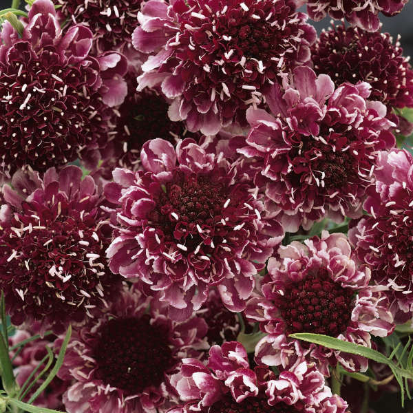 Scabiosa 'Beaujolais Bonnets' Pincushion Flower