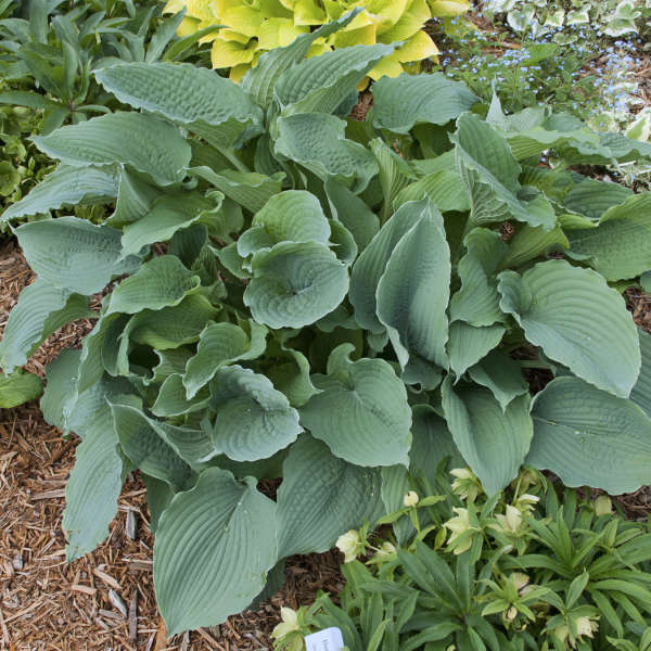 Hosta 'Queen of the Seas' Hosta