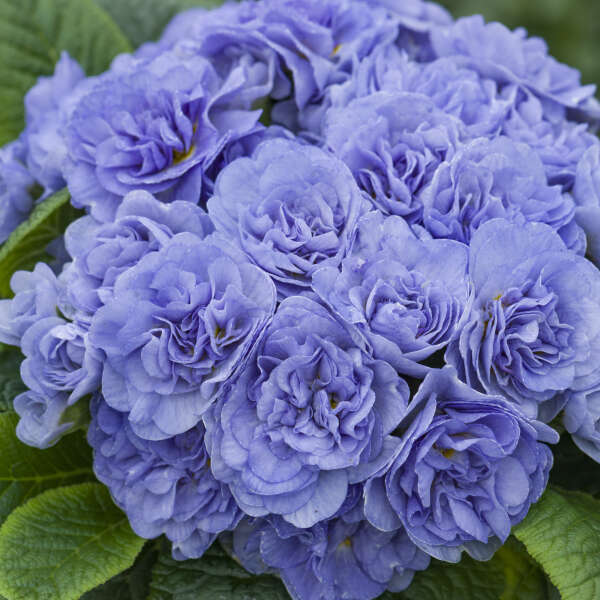 Primula 'Watercolour Blue' Primrose