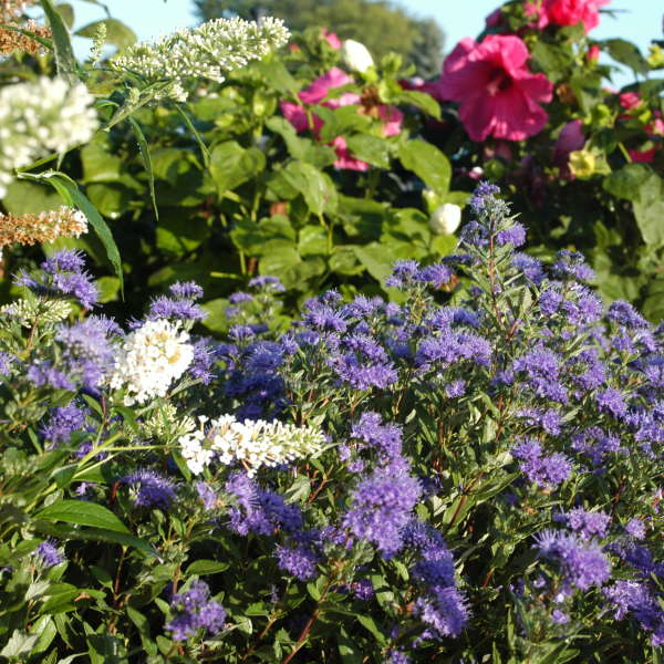 Caryopteris 'First Choice' Blue Mist Shrub