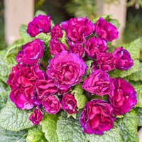 Primula BELARINA® BERRY DARLING