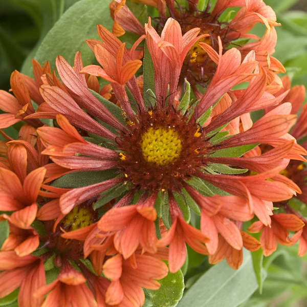 Gaillardia 'Tizzy' PP19944 | Perennial Resource