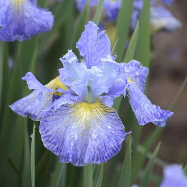 Iris 'Cape Cod Boys' Siberian Iris