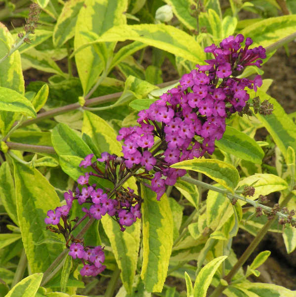 Buddleia 'Santana' Butterfly Bush