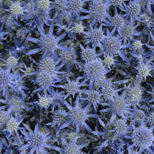 Eryngium 'Blue Glitter' Sea Holly