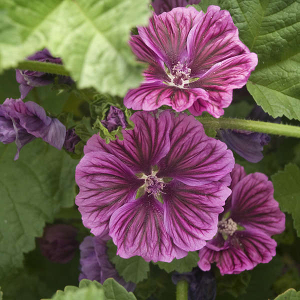 Malva 'Purple Satin' Hollyhock Mallow