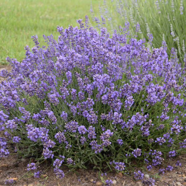 Lavandula 'Essence Purple' English Lavender