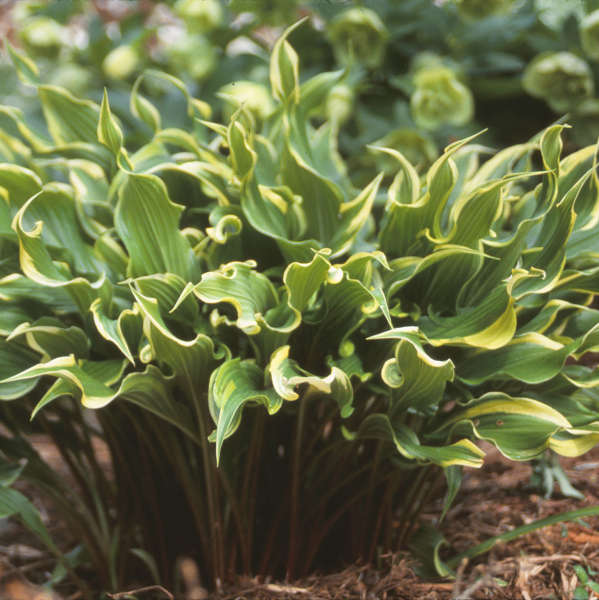 Hosta 'Electrocution' Hosta