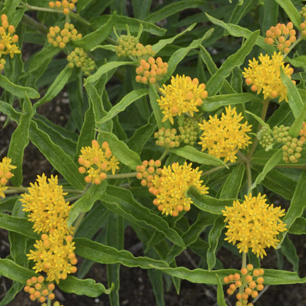 Asclepias 'Blonde Bombshell' Butterfly Weed
