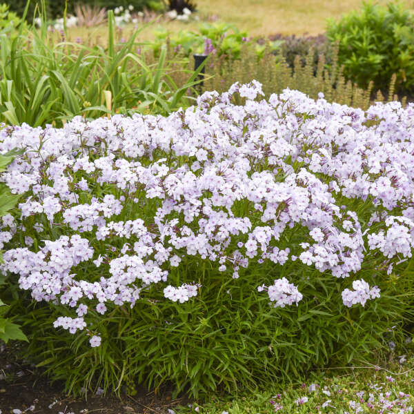 Phlox 'Opening Act Pink-a-Dot' Hybrid Phlox