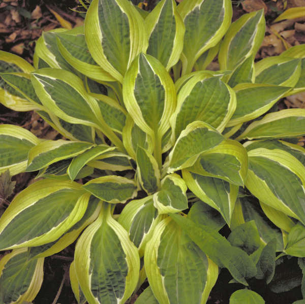 Hosta 'Hanky Panky' Hosta