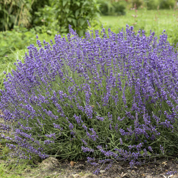 Lavandula 'Imperial Gem'