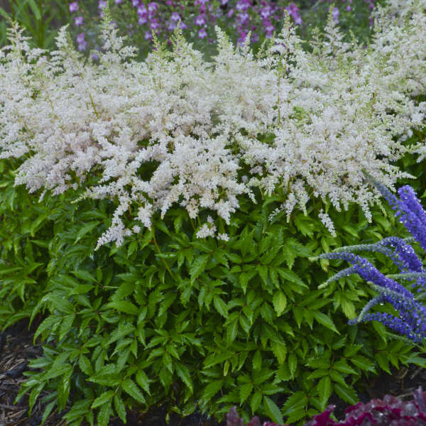 Astilbe YOUNIQUE SILVERY PINK™ Astilbe