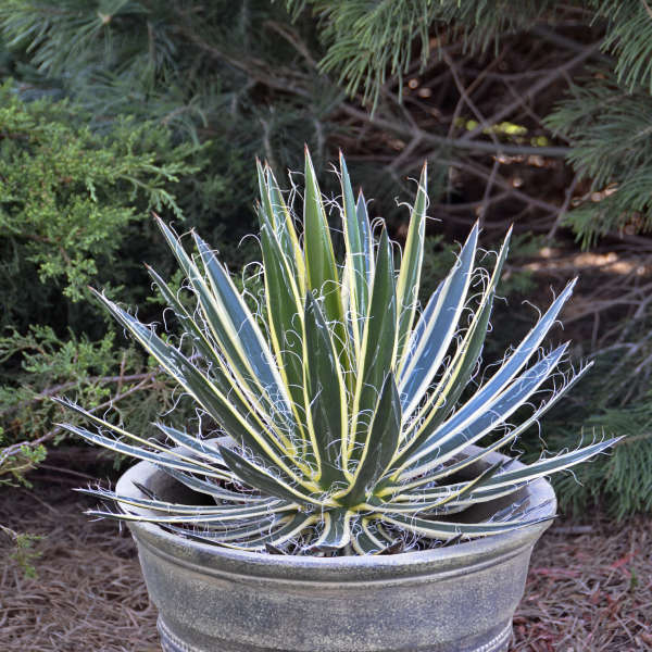 Agave Queen of White Thread ('Shira ito no Ohi') Agave