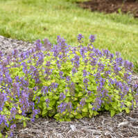 Nepeta 'Lemon Purrfection'