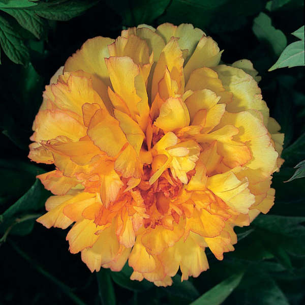 Paeonia 'Kinkaku' Tree Peony