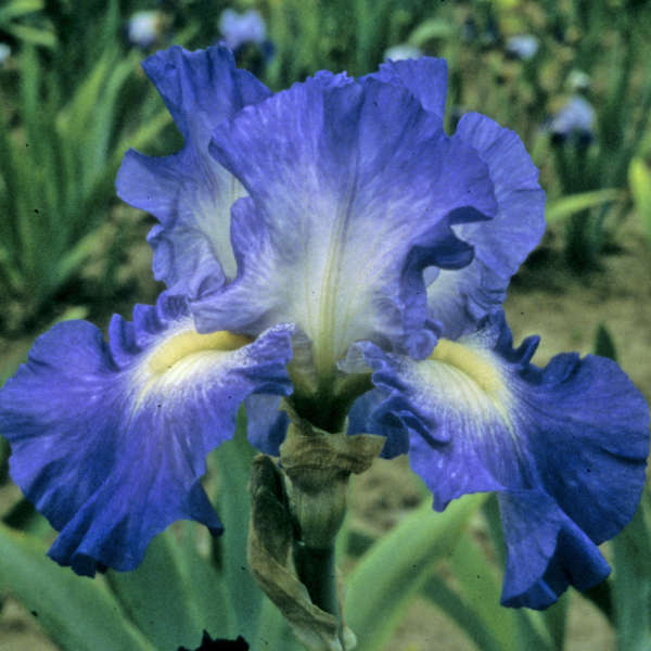 Iris 'City Lights' Tall Bearded Iris