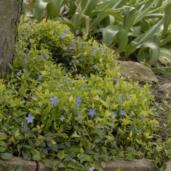 Vinca minor Myrtle