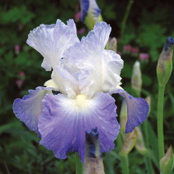 Iris 'Clarence' Tall Bearded Iris