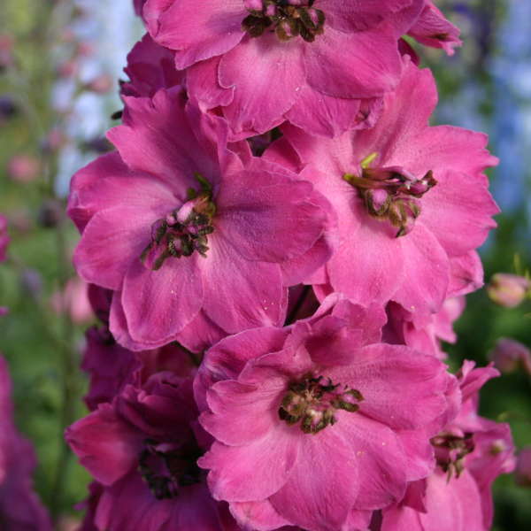 Delphinium 'Pink Punch' Hybrid Bee Delphinium