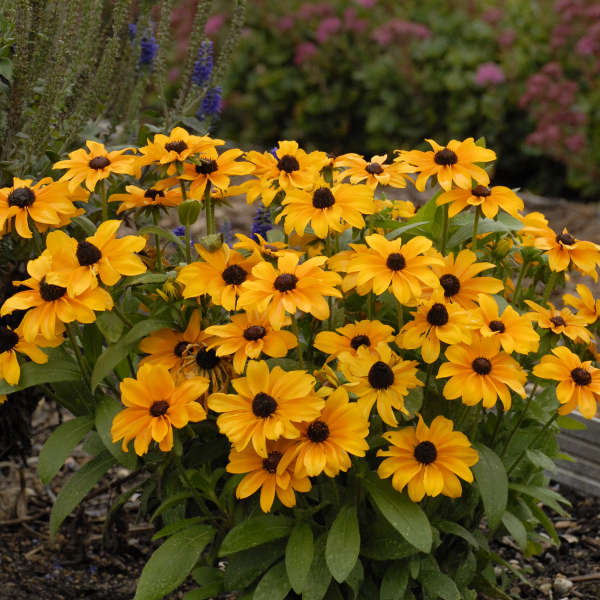 tiger eye flower