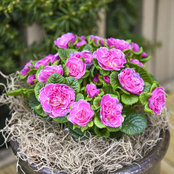 Primula 'Rosalina' Primrose