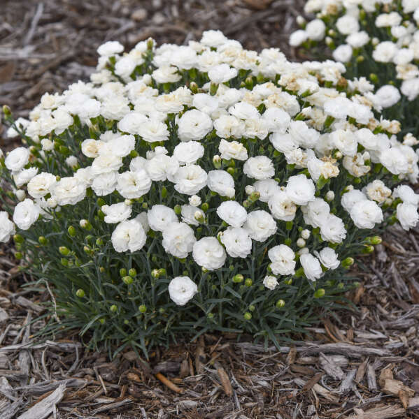 Dianthus 'Whipped Cream' Pinks