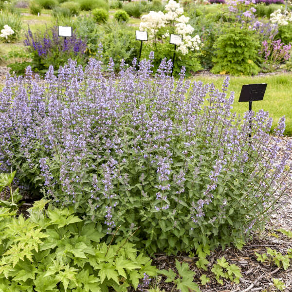 Nepeta faassenii 'Tall Tails' PPAF | Walters Gardens, Inc.
