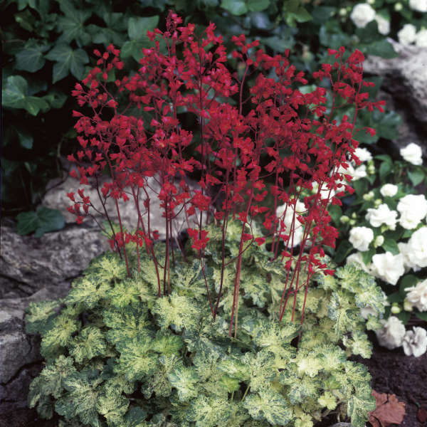 Heuchera 'Hercules' Coral Bells