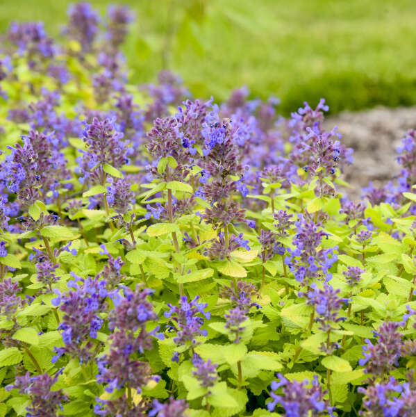 Nepeta 'Lemon Purrfection' Catmint