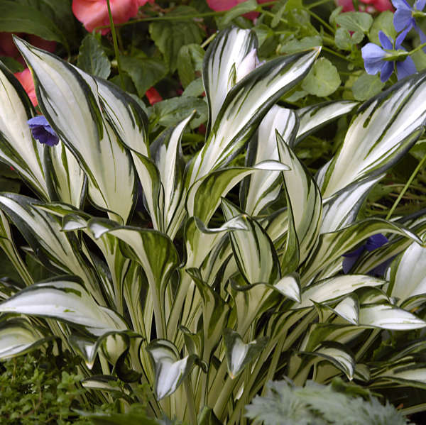 Hosta 'Fireworks' Hosta