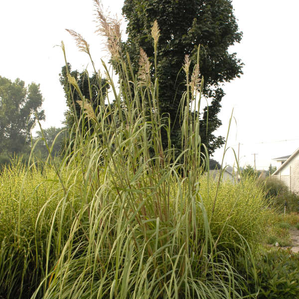 Erianthus ravennae Ravenna Grass