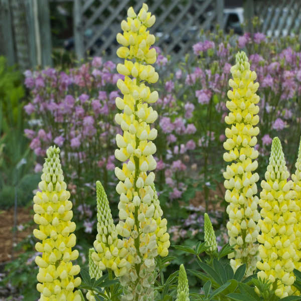 Lupinus Popsicle Series - Yellow Lupine