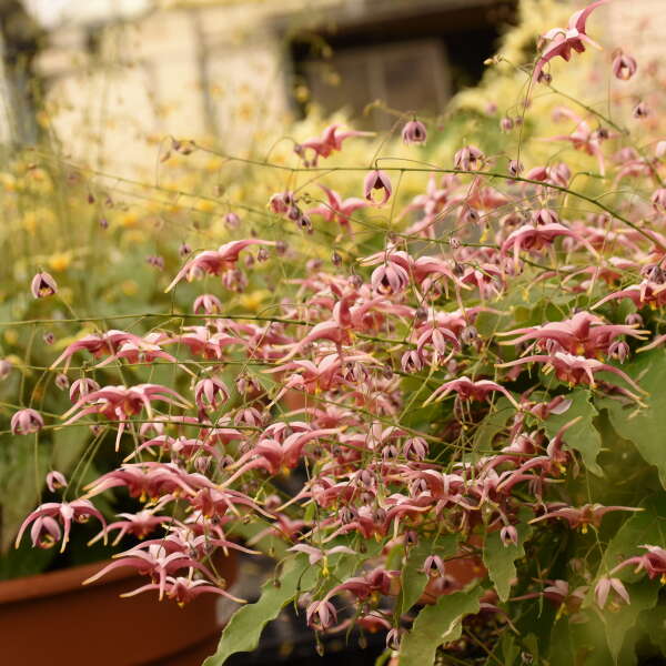 Epimedium 'Hugs and Kisses' Barrenwort