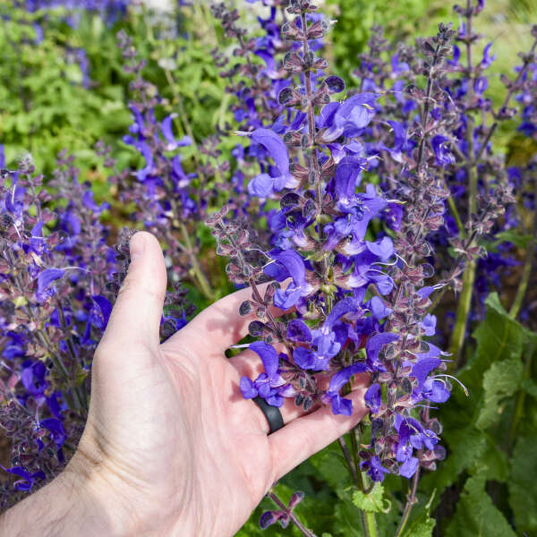 Salvia 'Dark Sky' Perennial Salvia