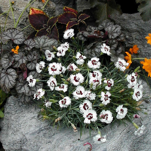 Dianthus 'Brilliant Star' Pinks