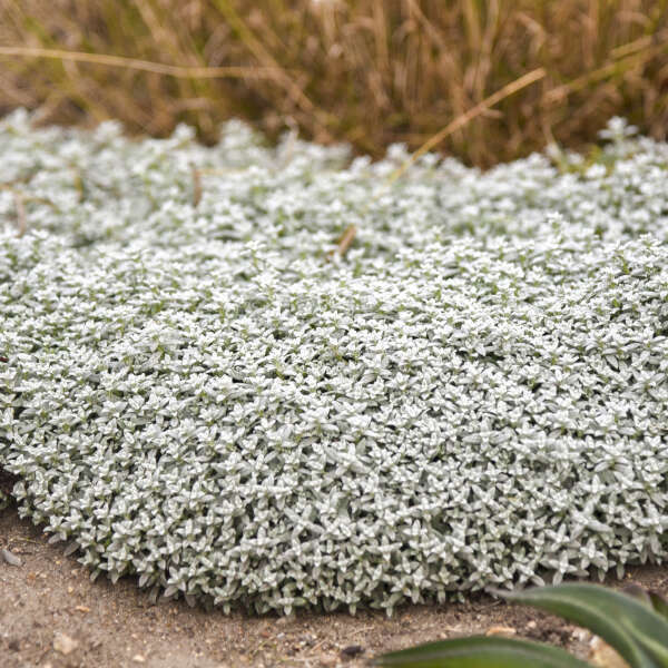 Cerastium 'Cloud Cover' Snow in Summer