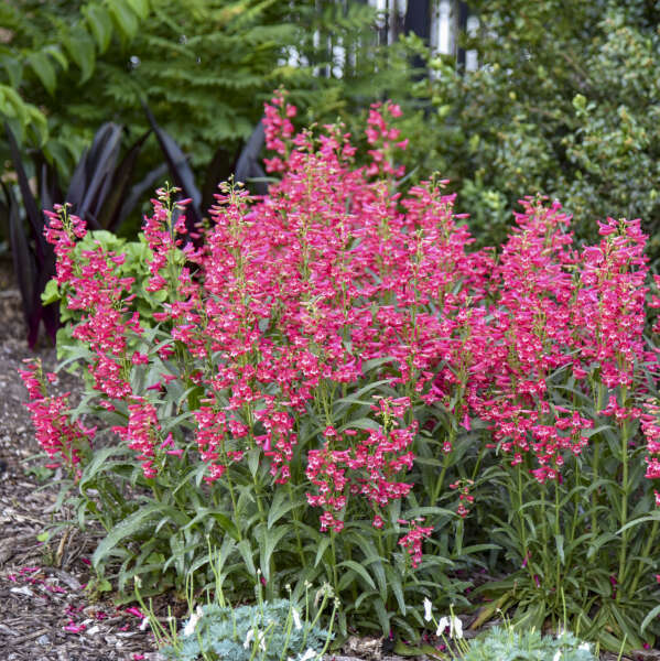 Penstemon 'Rose Rhinestones' Bearded Penstemon