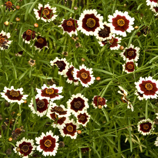 Coreopsis 'Jive' PP22015 | Perennial Resource