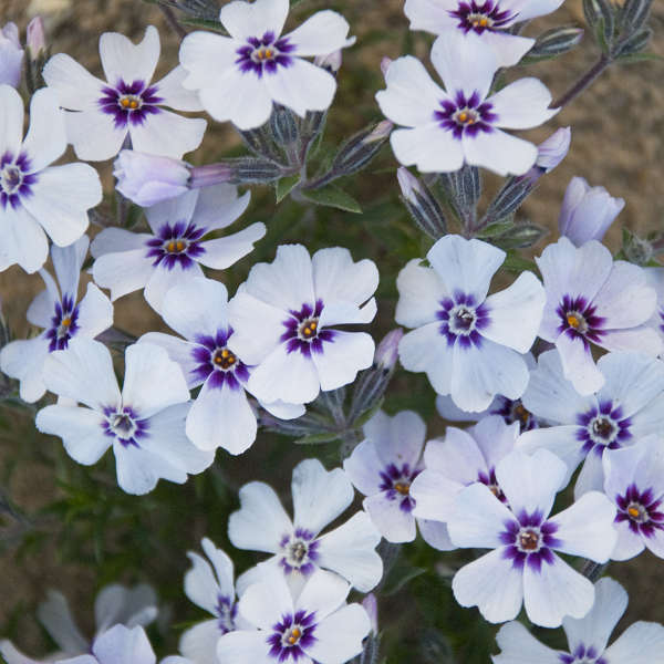 Phlox 'North Hills' Creeping Phlox