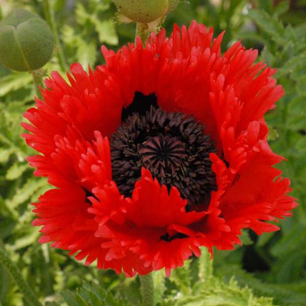 Papaver orientalis 'Flamenco Dancer' PP20123 | Perennial Resource