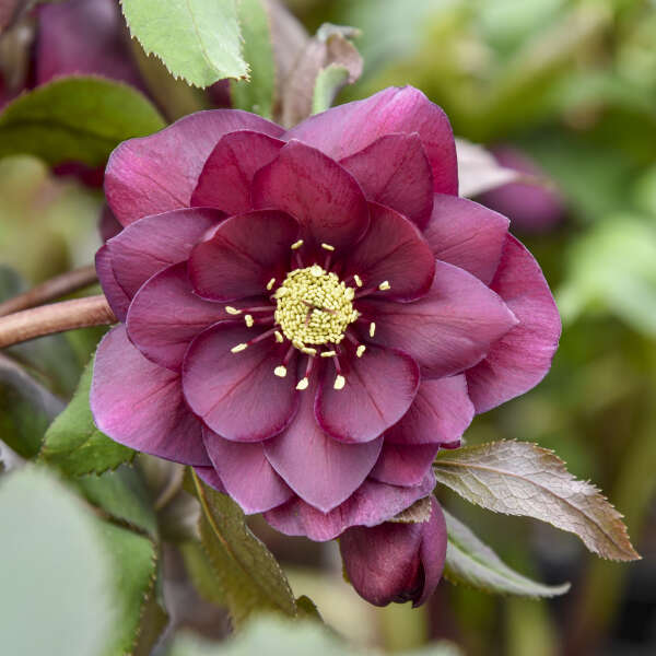 Helleborus 'True Love' Lenten Rose