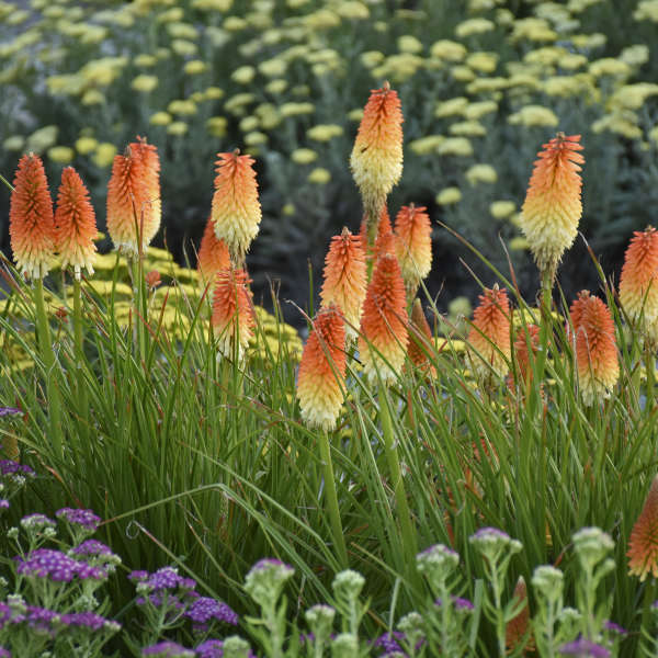 Kniphofia 'Hot and Cold' Red Hot Poker