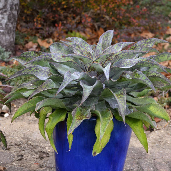 Mangave 'Electric Cheetah' Mangave
